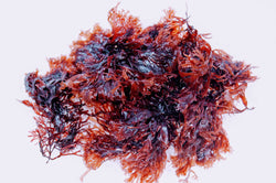 Dulse (Hawaiian) - 1/2 lb