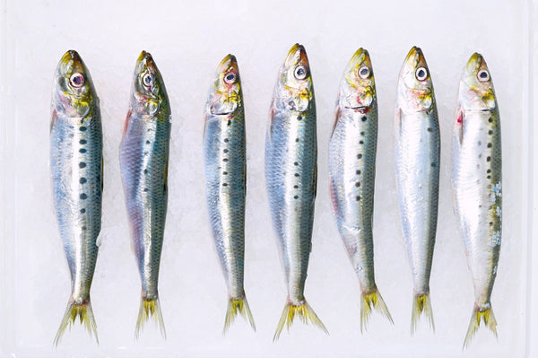 monterey sardines