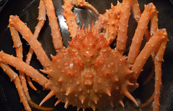 King Crab - Live