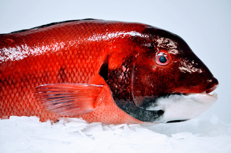 Pacific Sheepshead Fillet - 1 lb