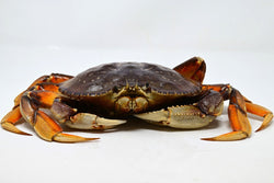 live dungeness crab