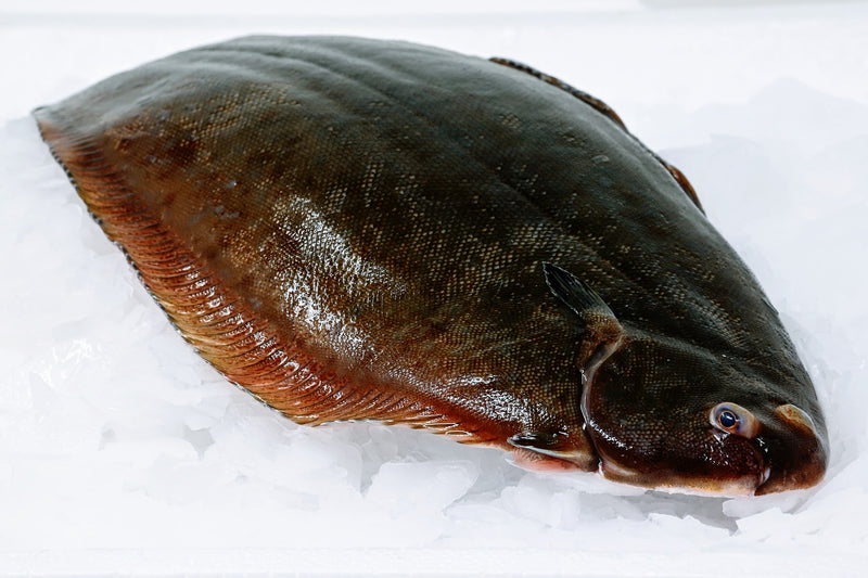 spanish dover sole on ice