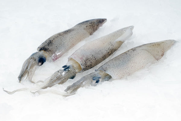 san francisco squid on ice