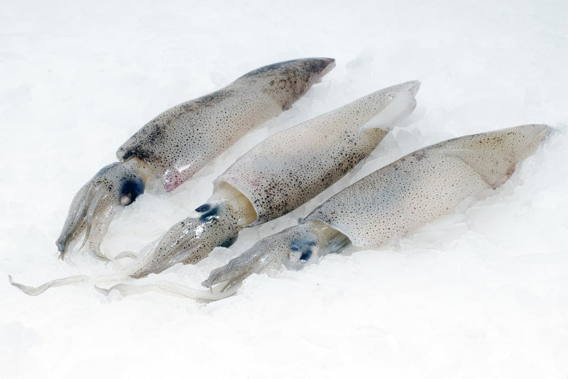 san francisco squid on ice