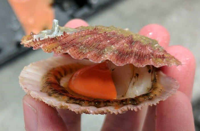 Live Wild Pink Bay Scallops - 1lb