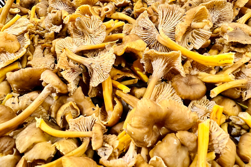 Yellow-Footed Chanterelles (Domestic) - 8oz